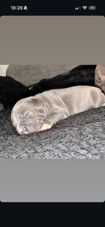 Fluffy Carrier French bulldog