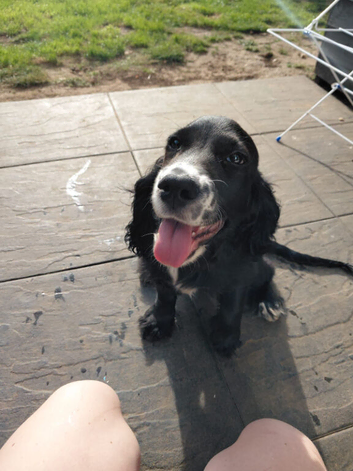Male cocker spaniel