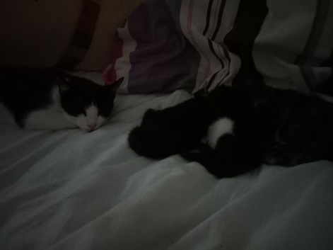 3 kittens