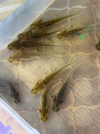 Axolotls looking for forever waters