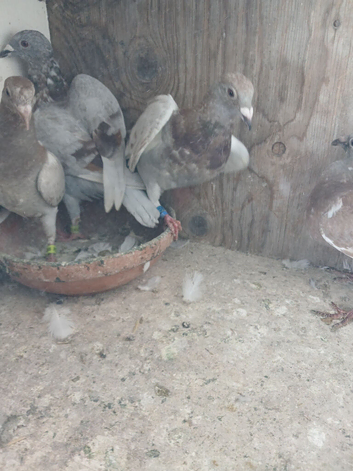 14 this years racing pigeons nice reds