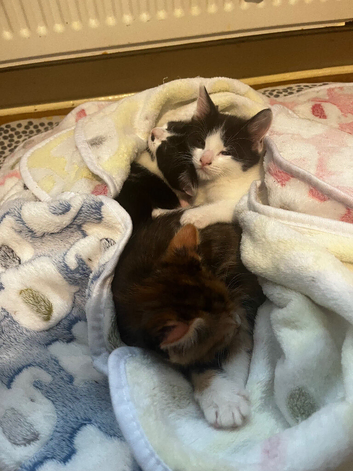 Kittens for sale