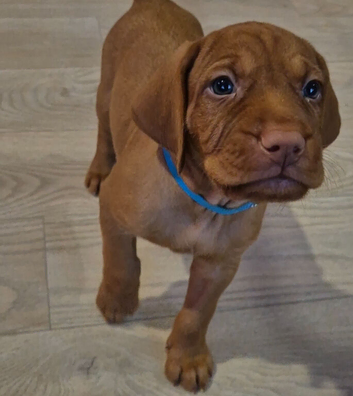 Hungarian Wirehaired Vizsla Puppies