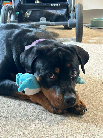 Female Rottweiler