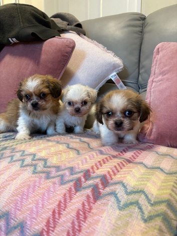 Stunning Shih Tzu&rsquo;s