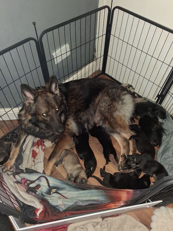 German shepherds puppies
