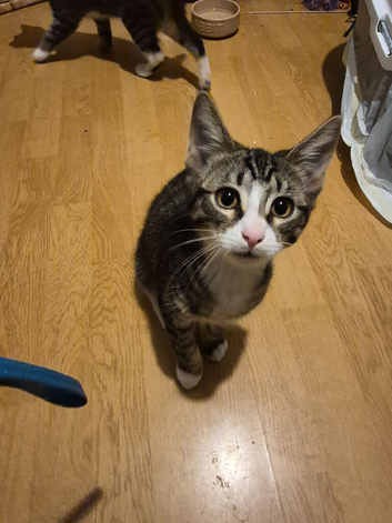 2 kittens male and female