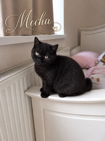 British Shorthair