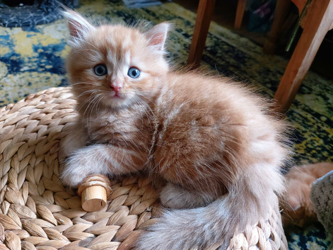 Beautiful fluffy ginger kittens looking for loving home