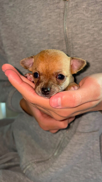 Beautiful chihuahuas pups