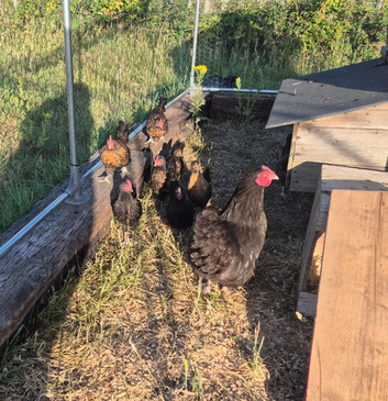 Bantam pullets for sale
