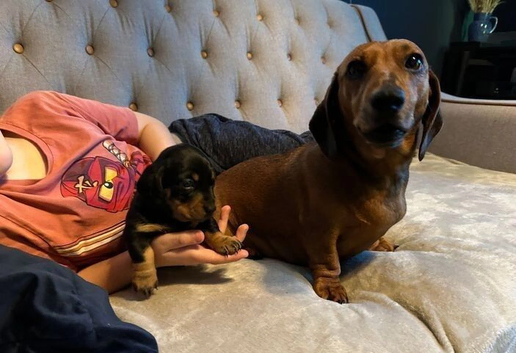 8 weeks old mini Daschund Girl
