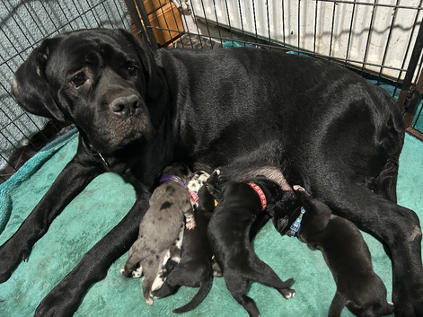 Black Girl Daniff Puppies. Great Dane x Mastiff