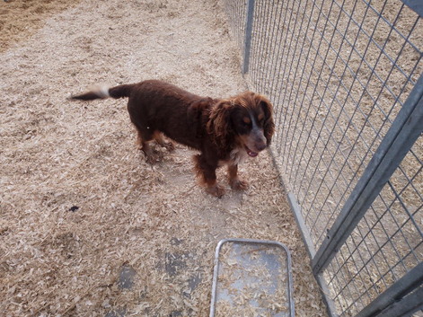Working Cocker spaniel