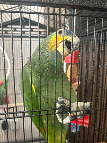 Amazon orange winged parrot