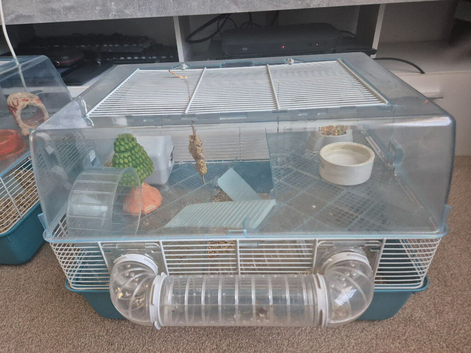 Hamster