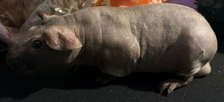 2 male skinny pigs