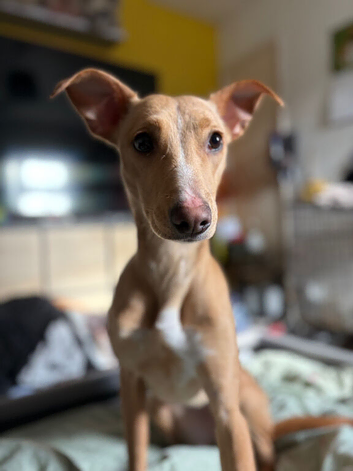 Bull lurcher female