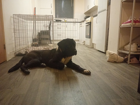 cane corso lab mix