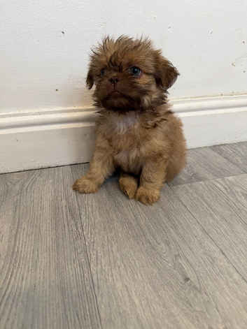 Shihtzu