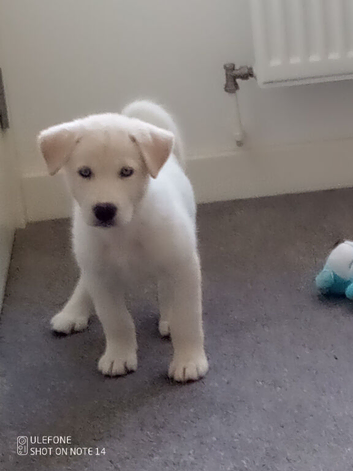Sell/ rehome