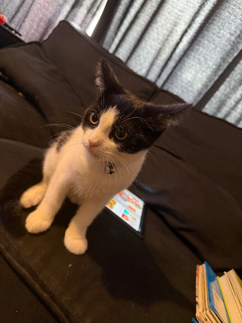 Boy kitten