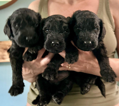 6 x Newfypoo Puppies