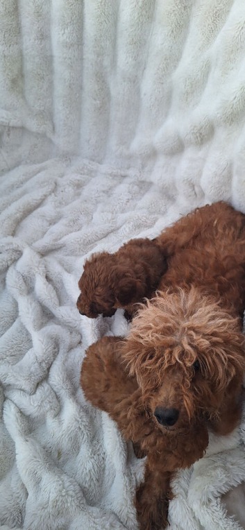 6 beautiful miniture poodle puppies