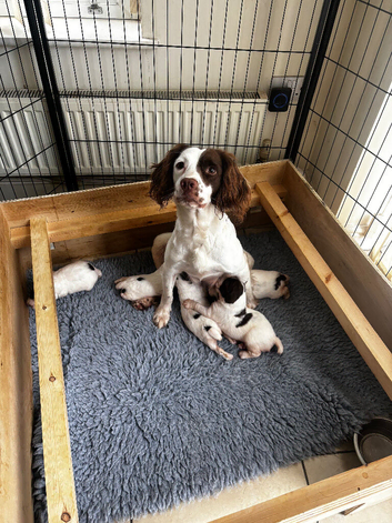 Kc registered springer spaniel working lines