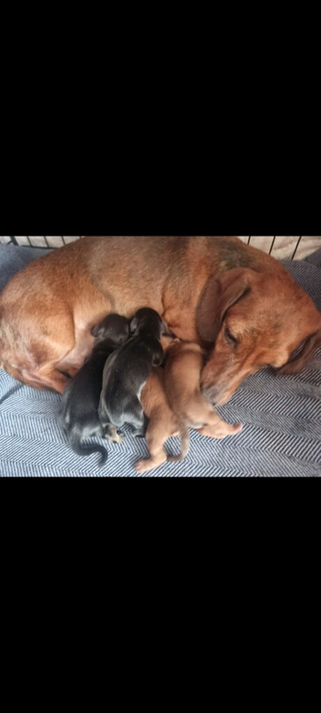 Stunning mini ( kinachen) dachshunds