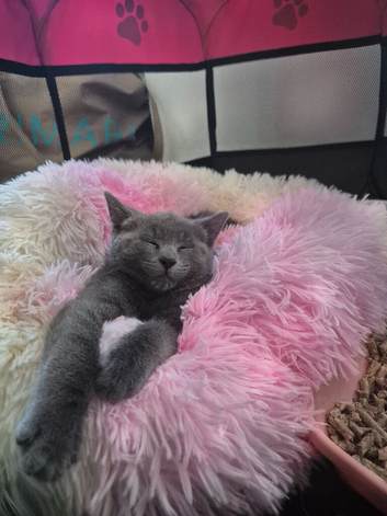 5 month old kitten