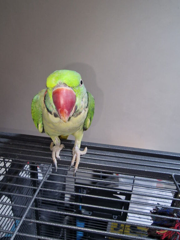 Alexandrine Parrots in Ilford
