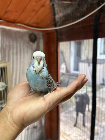 Budgies Hand Tamed