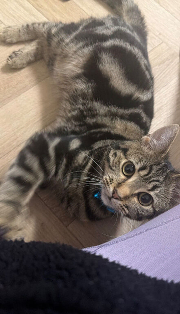 7 month old kitten for sale