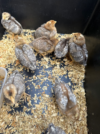 Cream legbar chicks