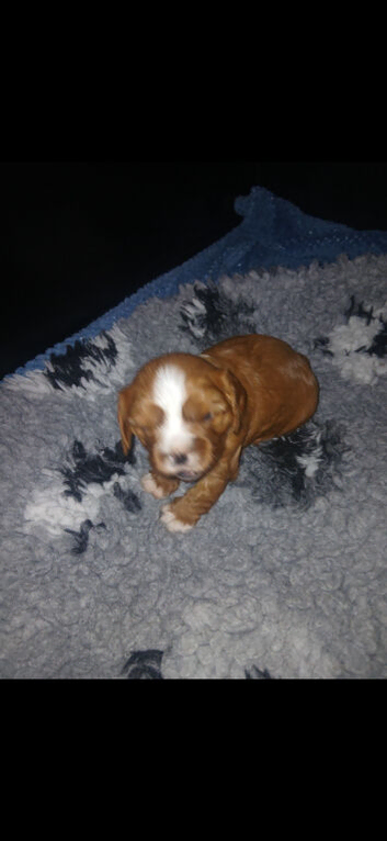 King charles cavalier