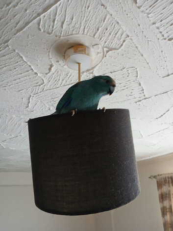 Blue Kakariki age 1