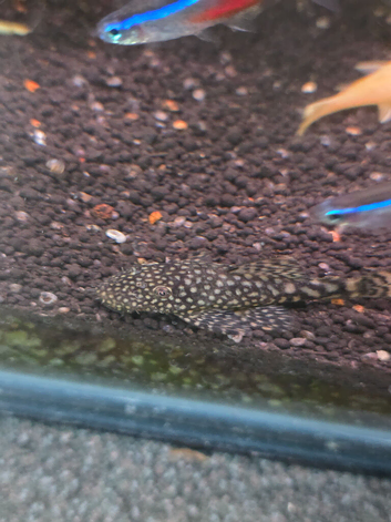 Bristlenose pleco