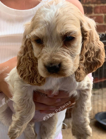 King Charles spaniel puppie