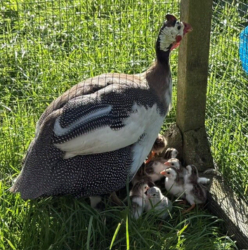 Guinea fowl mum with 13 keets for sale