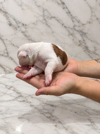 Stunning litter of bully cross
