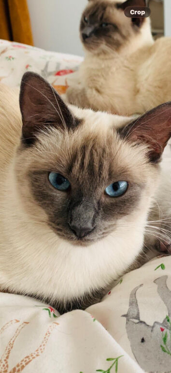 Ragdoll kittens