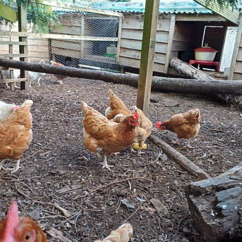 Hens for sale- 2 year old healthy laying brown hens