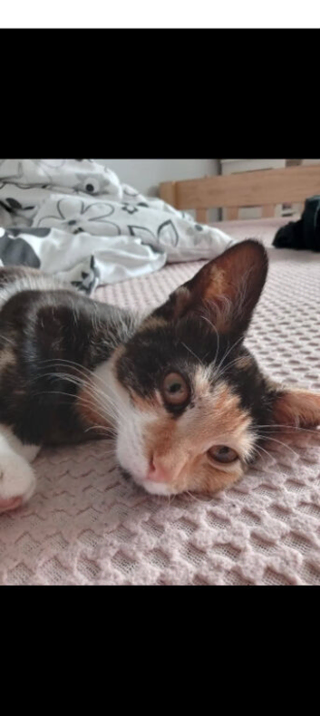2 year old female cat for rehome