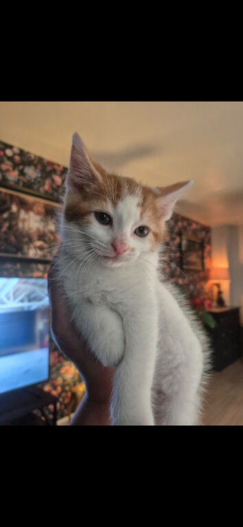 1 beautiful white and ginger male left!