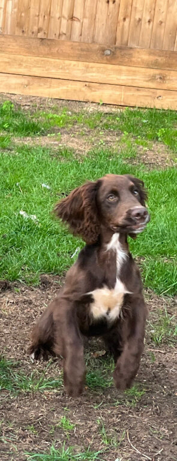 Sprocker spaniel puppy
