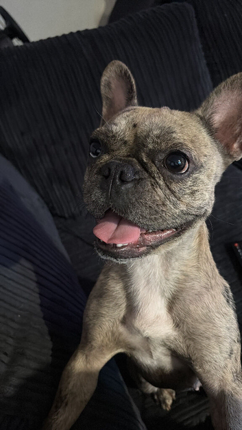 French bulldog