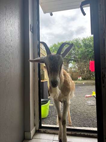Billy Goat (castrated)