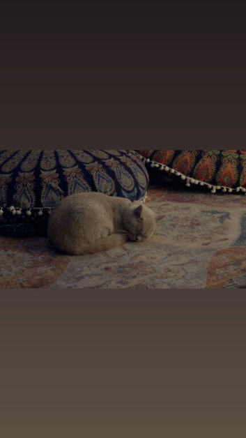 Lilac Britishshorthair cat (FEMALE)