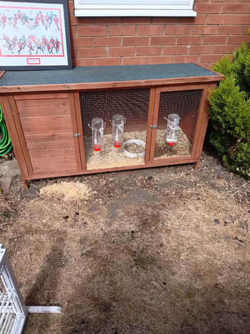 5ft hitch and 2 male guinea pigs